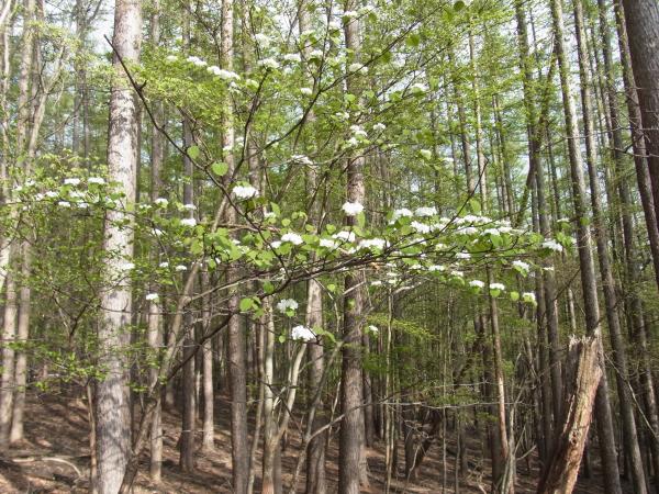オオカメノキが満開です。